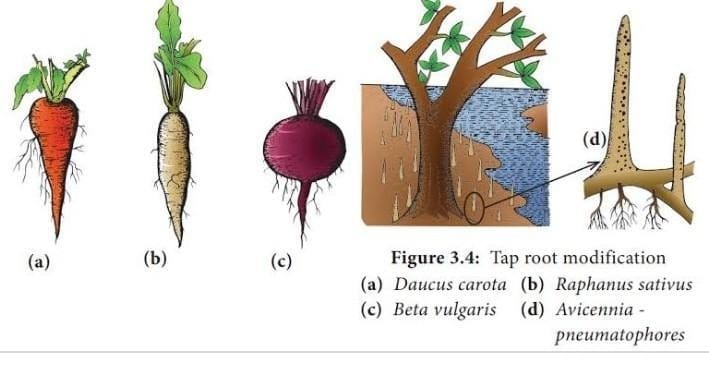 Modifications of Roots