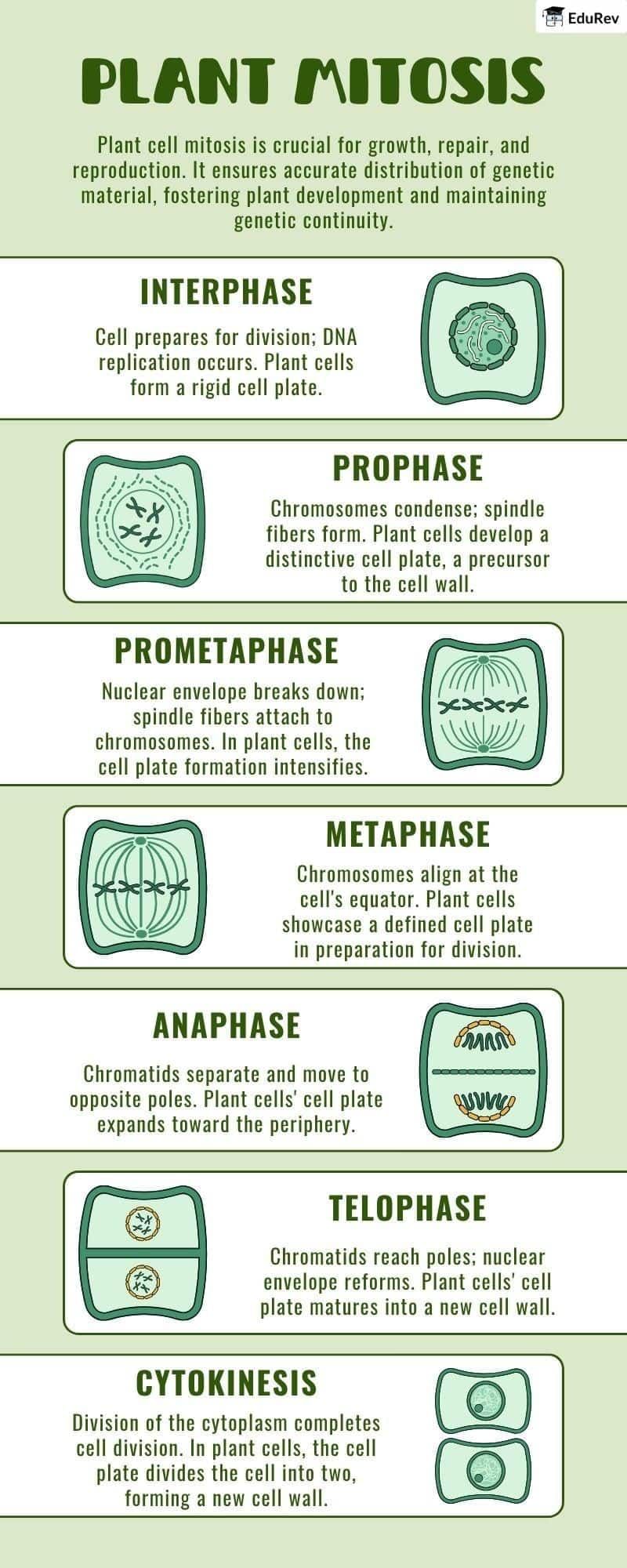 Infographics: Plant Mitosis | Biology Class 11 - NEET