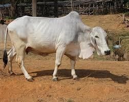Cattle Breeds of Rajasthan | RPSC Preparation: All subjects - RPSC RAS (Rajasthan)