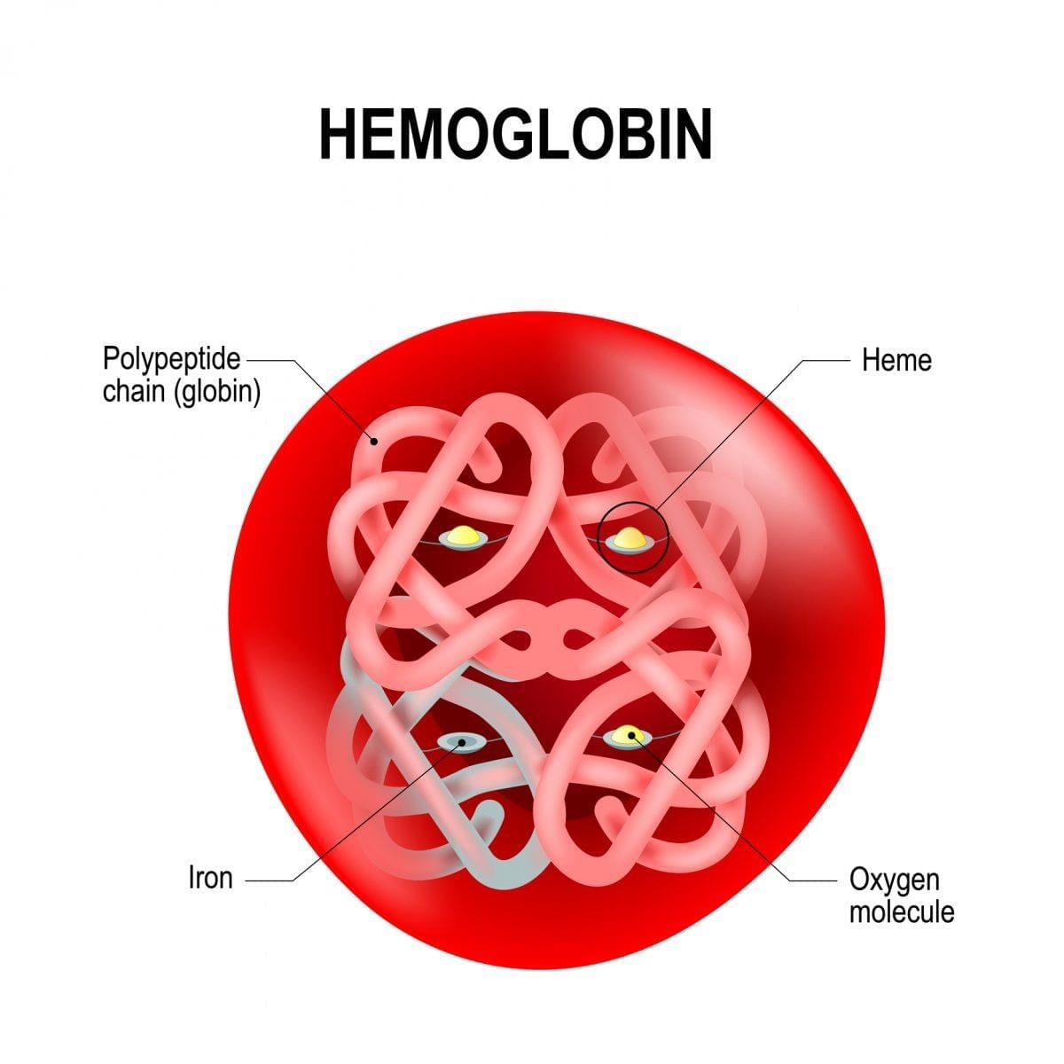 Class 10 Science Practice Question Answers - Circulatory System