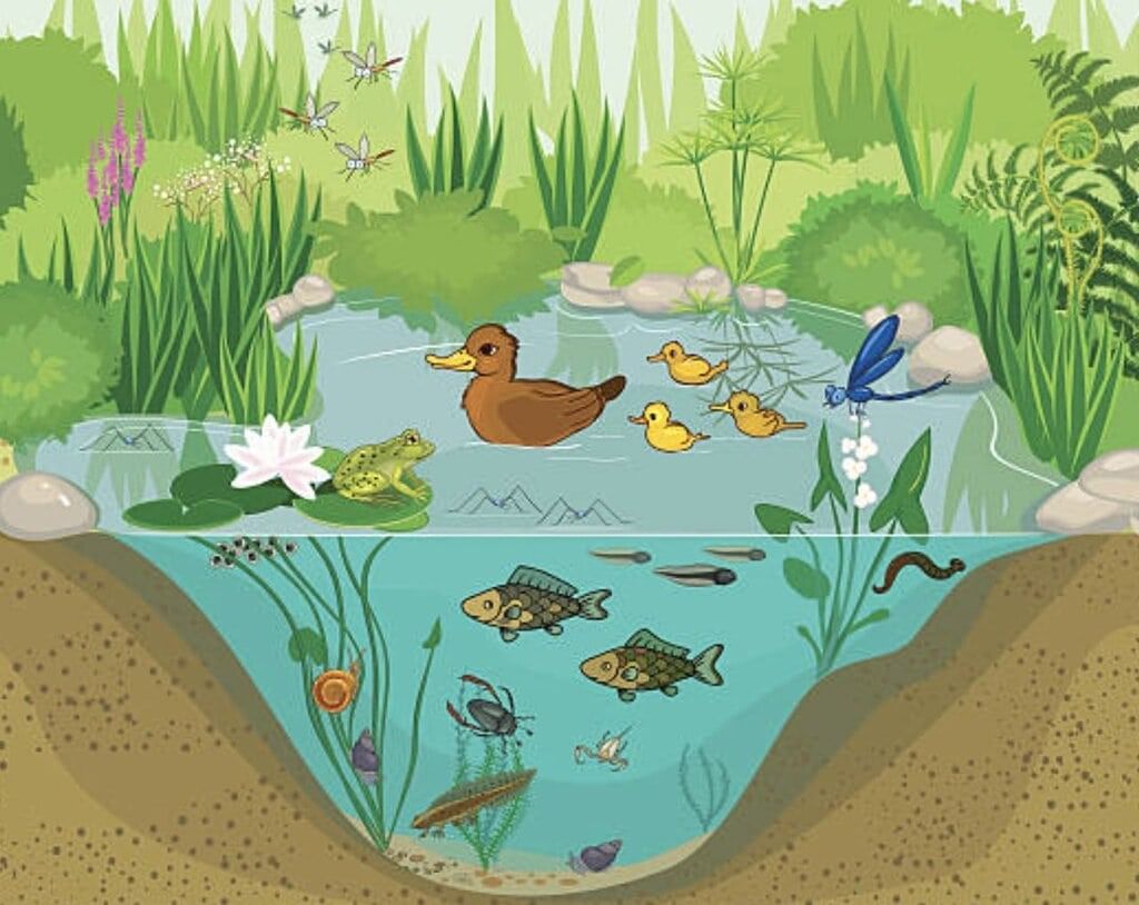 Ecosystems Chapter Notes | Science for Grade 7