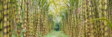Agriculture - 2 Class 4 Worksheet SST