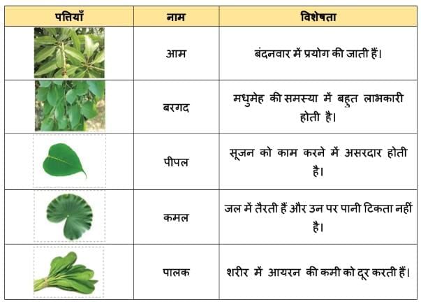 NCERT Solutions for Class 4 Hindi Chapter 3 - नीम