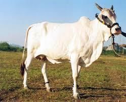 Cattle Breeds of Rajasthan | RPSC Preparation: All subjects - RPSC RAS (Rajasthan)