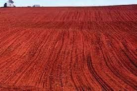 Soils of India - 1 Class 4 Worksheet SST