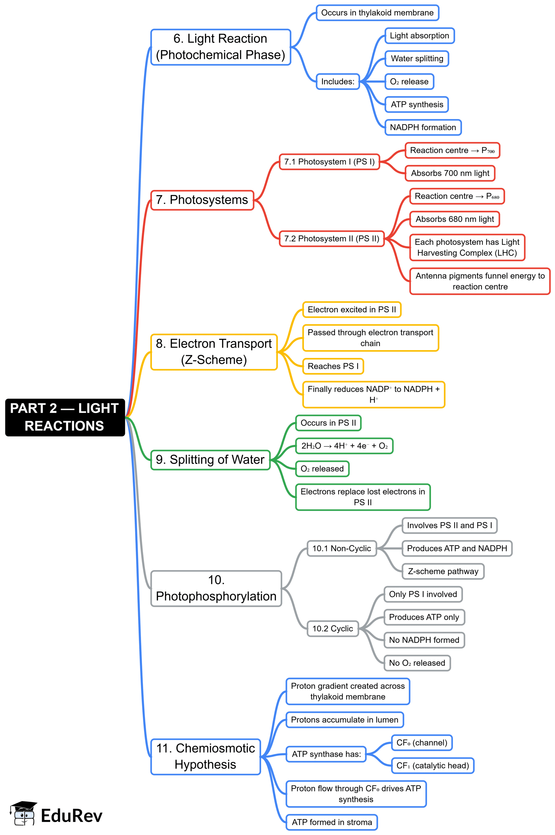 Mind Map: Photosynthesis in Higher Plants