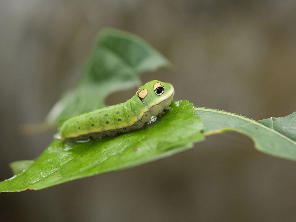 Remarkable Types of Caterpillars and What They Become