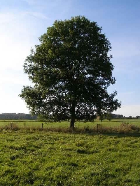 answer Image