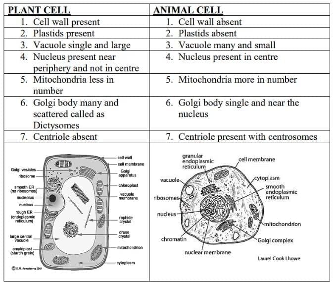 Cell and Cell Organelles Chapter Notes | Biology for SSS 1