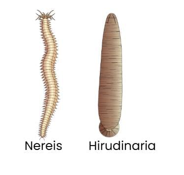 Animal Kingdom Chapter Notes | Biology Class 11 - NEET