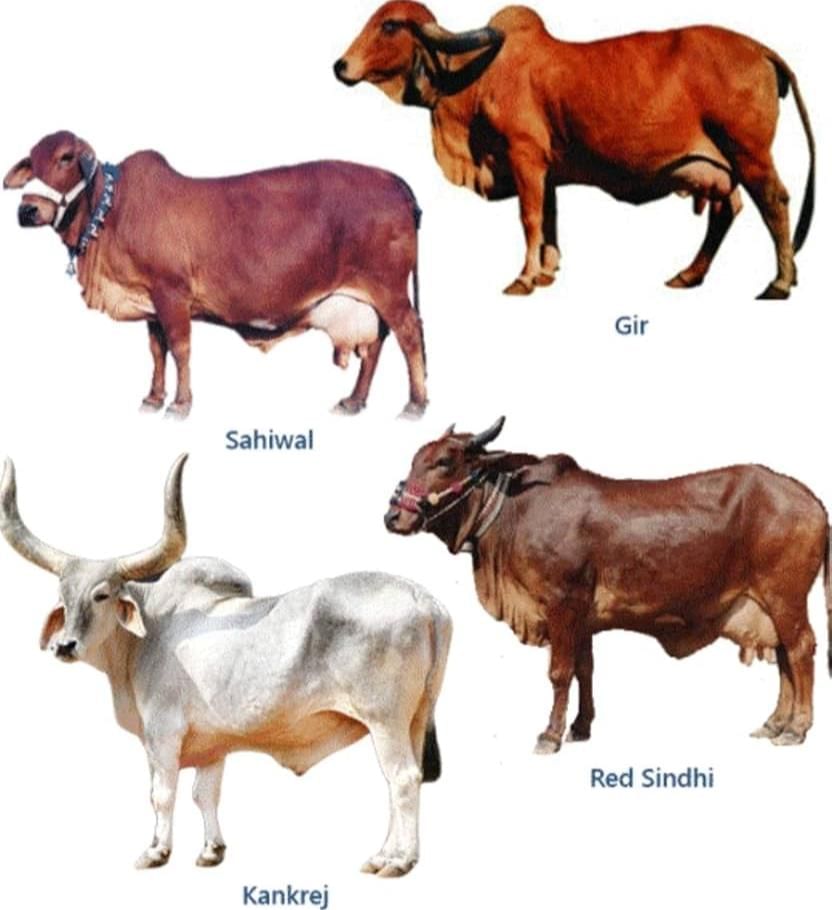 Earth-Our Shared Home NCERT Solutions | Our Wondrous World  Class 5 - New NCERT