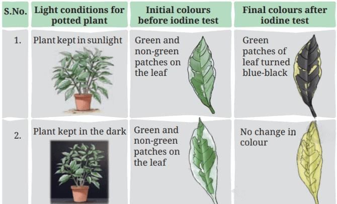 Unit Test Solutions: Life Processes in Plants | Science (Curiosity) Class 7 - New NCERT