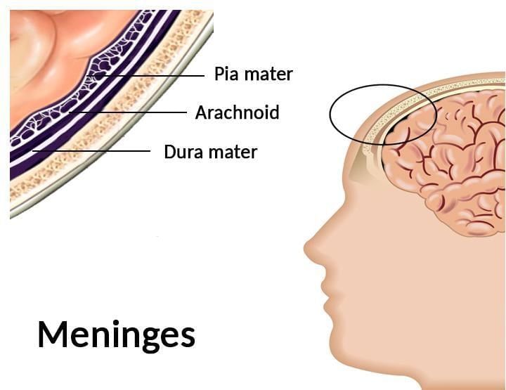 The Human Brain | Biology Class 11 - NEET