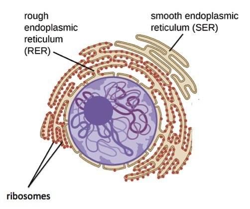 Rough Endoplasmic Reticulum (RER) — Structure &amp; Function - Expii