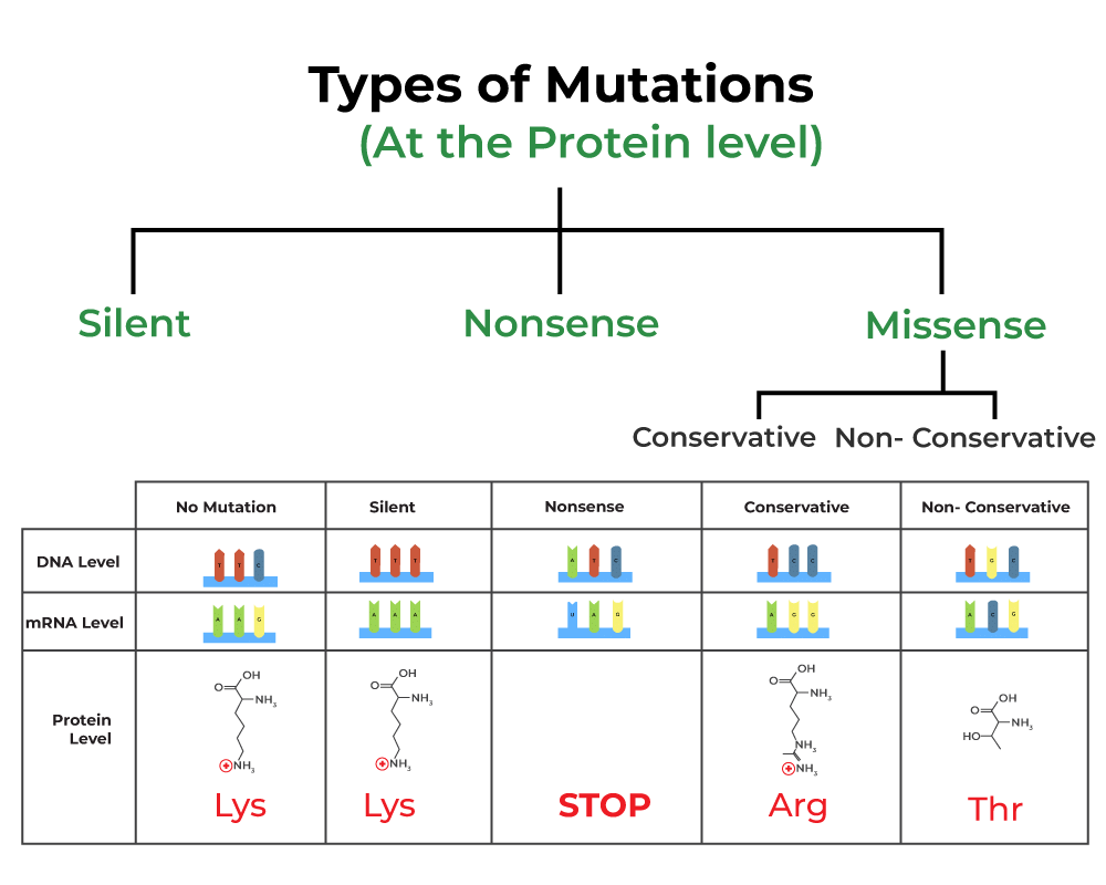 Sex Determination and Mutation | Biology Class 12 - NEET