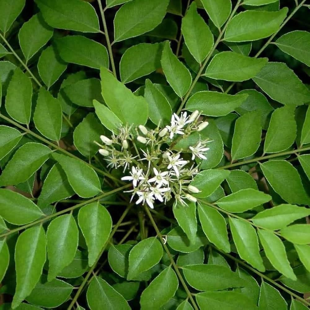 Important Questions: Neem Baba | English for Class 6