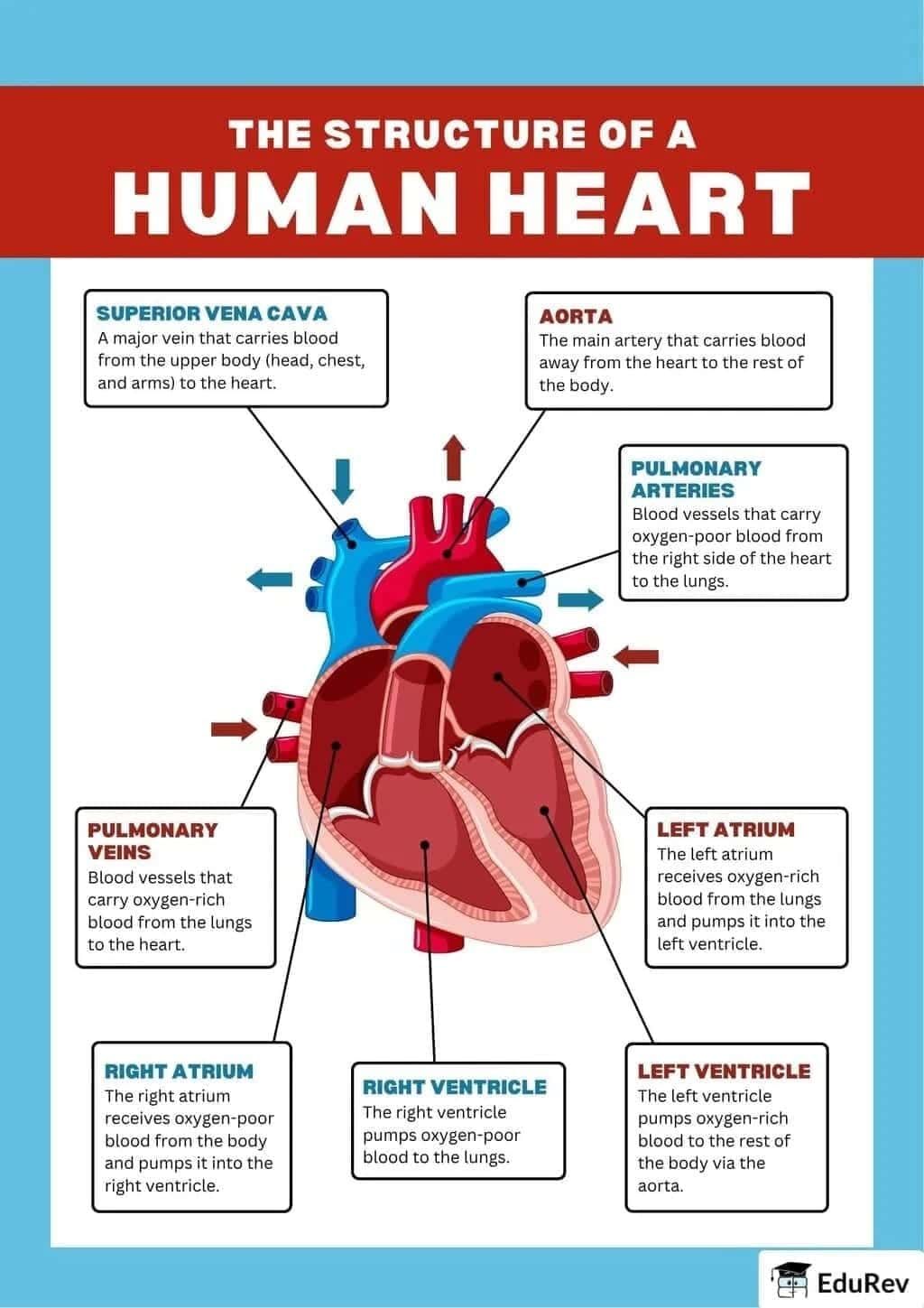Poster: Structure of Human Heart, Cardiac cycle and ECG - Biology Class ...