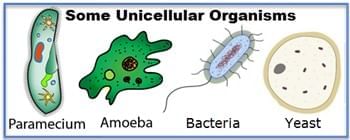 The Invisible Living World: Beyond Our Naked Eye Chapter Notes | Science Curiosity Class 8 - New NCERT
