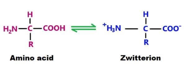 Introduction - Amino Acids