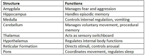 The Brain Chapter Notes | AP Psychology - Grade 11