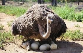 How animals reproduce | Year 5 Science - Class 5