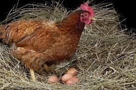 Reproduction in Animals - 2 Class 4 Worksheet Science