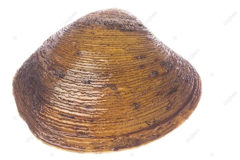Mangrove Clam