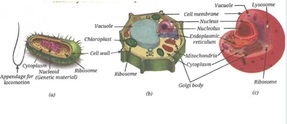 (a) A typical bacterial cell, (b) a typical plant cell, and (c) a typical animal cell