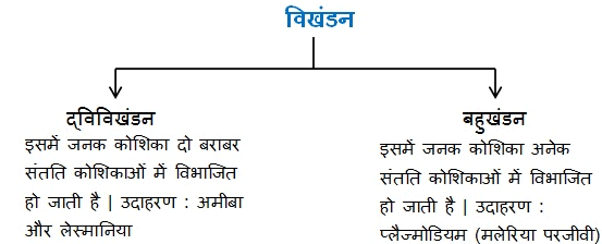 नोट्स, पाठ - 8 जीव जनन कैसे करते हैं? (कक्षा दसंवी) - Class 10