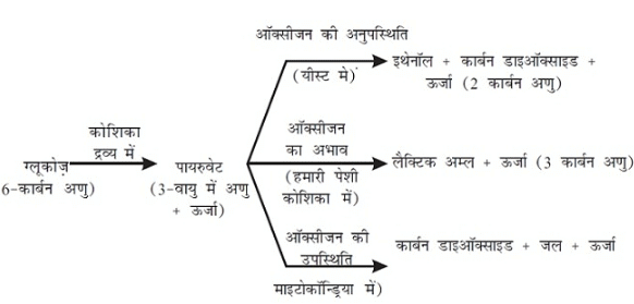 नोट्स, पाठ - 6 जैव प्रक्रम(कक्षा दसंवी) - Class 10