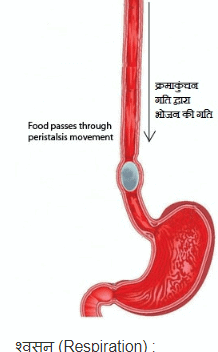 नोट्स, पाठ - 6 जैव प्रक्रम(कक्षा दसंवी) - Class 10