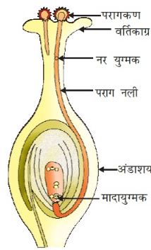 एक सम्पूर्ण स्त्रीकेसर का चित्र 