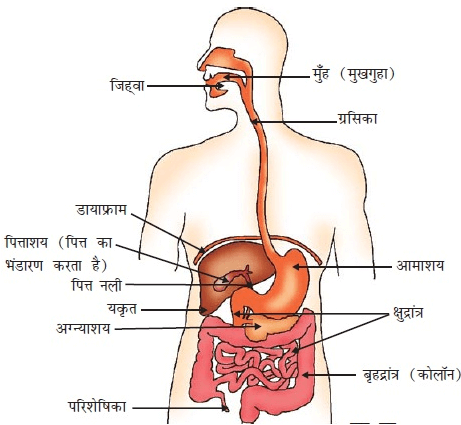 नोट्स, पाठ - 6 जैव प्रक्रम(कक्षा दसंवी) - Class 10