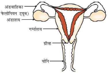 नोट्स, पाठ - 8 जीव जनन कैसे करते हैं? (कक्षा दसंवी) - Class 10