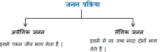 नोट्स, पाठ - 8 जीव जनन कैसे करते हैं? (कक्षा दसंवी) - Class 10