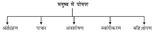 नोट्स, पाठ - 6 जैव प्रक्रम(कक्षा दसंवी) - Class 10