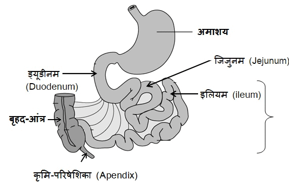 नोट्स, पाठ - 6 जैव प्रक्रम(कक्षा दसंवी) - Class 10
