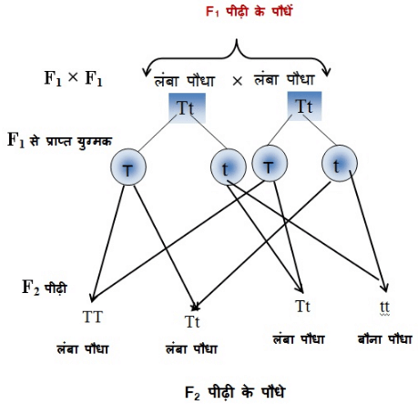 नोट्स, पाठ - 9 आनुवंशिकता एवं जैव विकास (कक्षा दसंवी) - Class 10