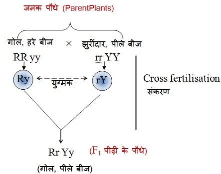 नोट्स, पाठ - 9 आनुवंशिकता एवं जैव विकास (कक्षा दसंवी) - Class 10