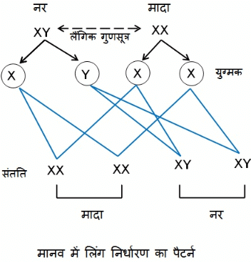 नोट्स, पाठ - 9 आनुवंशिकता एवं जैव विकास (कक्षा दसंवी) - Class 10