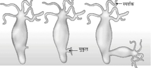 नोट्स, पाठ - 8 जीव जनन कैसे करते हैं? (कक्षा दसंवी) - Class 10