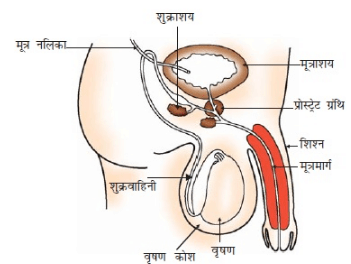 नोट्स, पाठ - 8 जीव जनन कैसे करते हैं? (कक्षा दसंवी) - Class 10