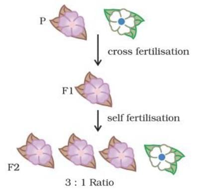 Unit Test (Solutions): Heredity | Science Class 10