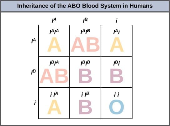 2.2 ABO Blood Groups (Co-dominance and Multiple Alleles)
