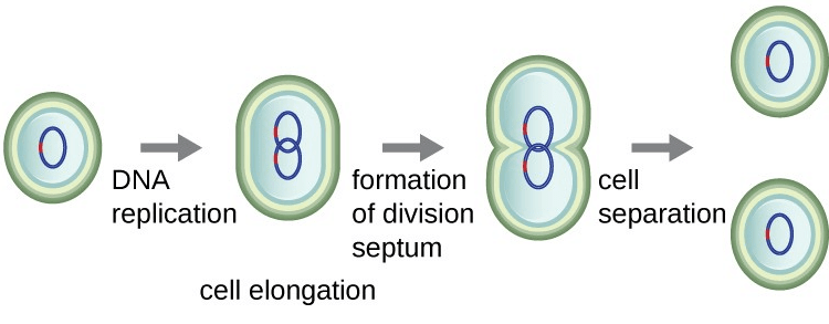 Binary Fission in Bacteria