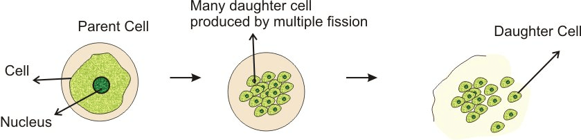 Multiple Fission in Plasmodium