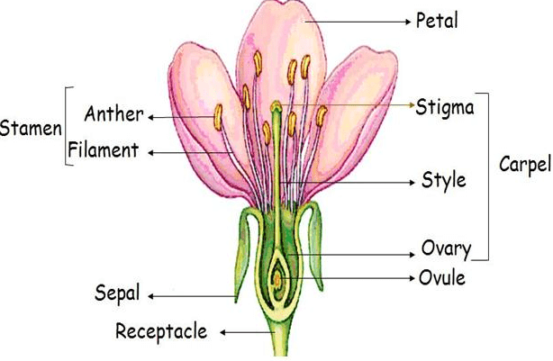 Longitudinal Section of a Flower
