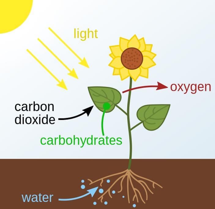 Photosynthesis: Food Making Process in Plants | Science Class 7 (Old NCERT)