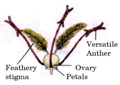 Case-Based Questions (4 Marks)