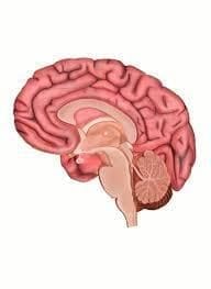 Brain